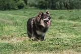 CHIEN FINNOIS DE LAPONIE 162